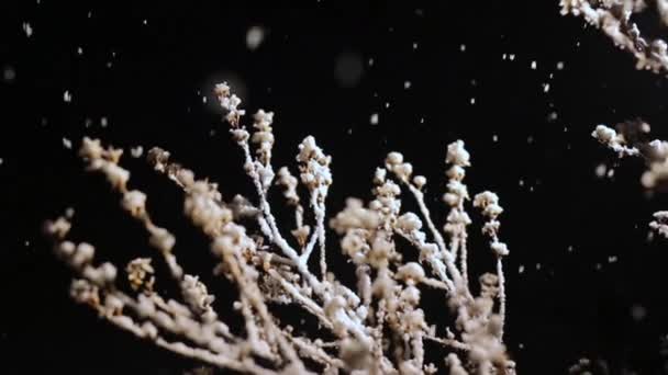 Ένα κλαδί του θάμνου στη νυχτερινή χιονόπτωση. Μαύρο φόντο και ελαφριά κάμερα κίνησης — Αρχείο Βίντεο