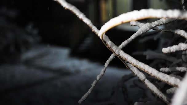 Une branche de l'arbuste dans les chutes de neige nocturnes. Fond noir et caméra de mouvement de lumière — Video