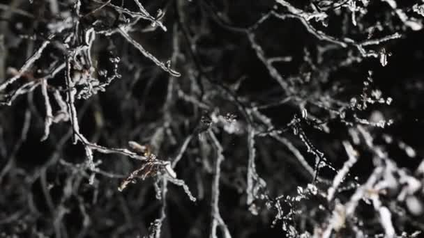 Una rama del arbusto en la nevada nocturna. Fondo negro y cámara de movimiento de luz — Vídeos de Stock