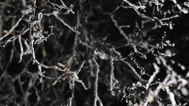 Une branche de l'arbuste dans les chutes de neige nocturnes. Fond noir et caméra de mouvement de lumière — Video