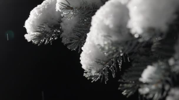 A bokor egyik ága az éjszakai hóesésben. Fekete háttér és fény mozgó kamera — Stock videók