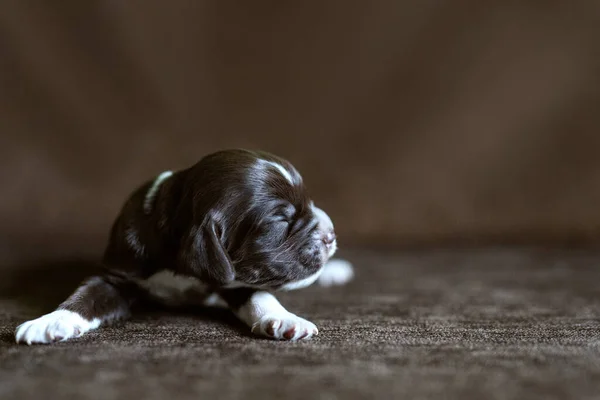 新生児のチョコレート子犬は水平な茶色の背景で眠る. — ストック写真