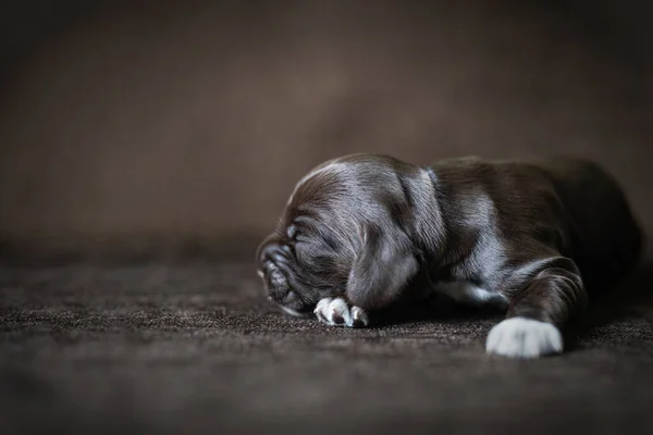 新生児のチョコレート子犬は水平な茶色の背景で眠る. — ストック写真