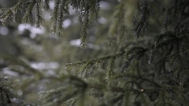 Ένα υπέροχο κλαδί από ασήμι έφαγε σε σταγόνες χιονιού που έλιωνε. — Αρχείο Βίντεο