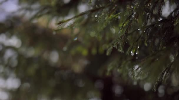 Une fabuleuse branche d'argent a mangé dans des gouttes de neige fondante .
