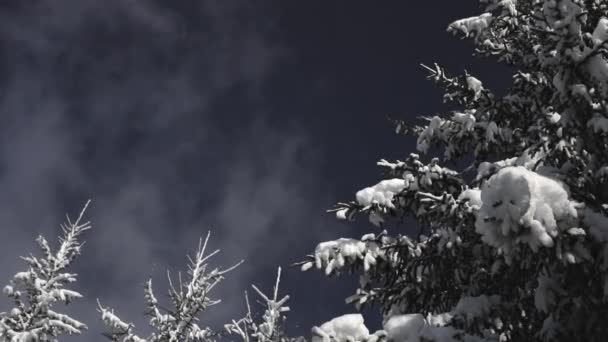 Snö granar mot bakgrund av flytande moln i den blå himlen — Stockvideo