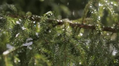 Muhteşem bir gümüş dalı eriyen kar damlalarını yedi..