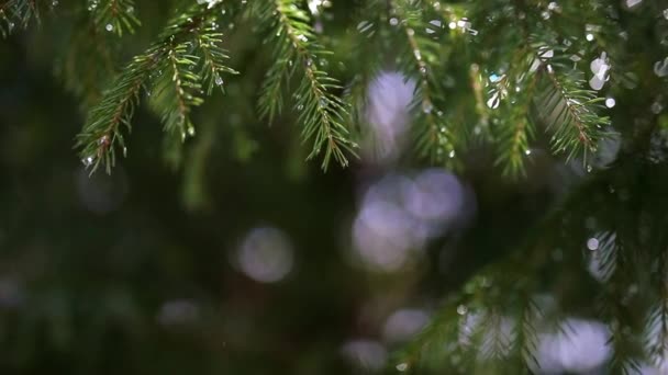 Une fabuleuse branche d'argent a mangé dans des gouttes de neige fondante .