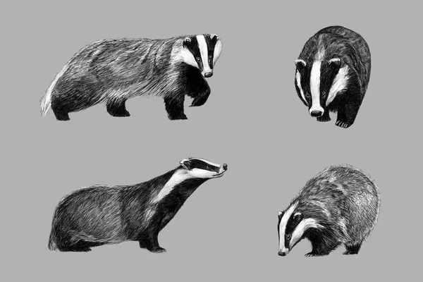 Black and white sketch of badger — Stock Photo, Image