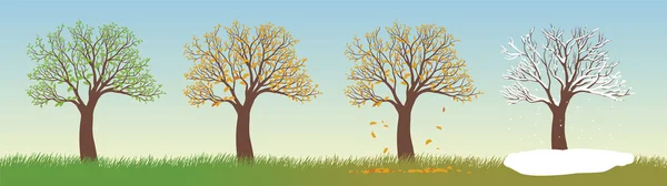 Alle Jahreszeiten Baum — Stockvektor