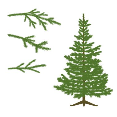 Çam ağacı ve şube