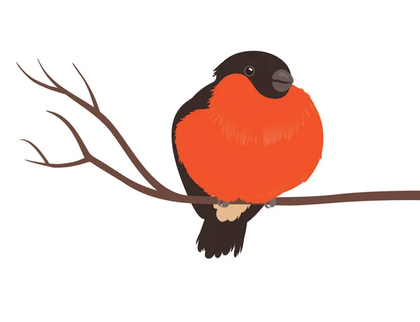 Bullfinch on Branch Isolated — Stock Vector