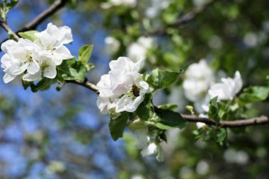 Elma ağacı çiçeği, bir çiçek nektarı toplama bal arısı. Bahçe bir yaz sezonu.