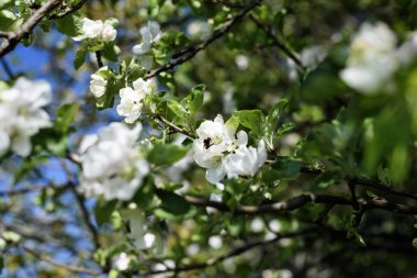 Çiçek çiçekler, elma ağacı. Polen toplama ve bitki Tozlaşmayı bal arısı. 