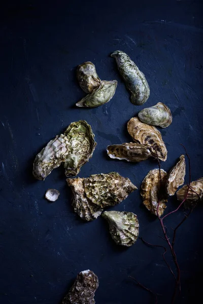 İstiridye, koyu mavi zemin üzerine. Üstten Görünüm.