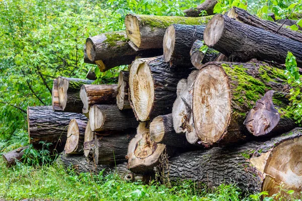 Wood Industry or Lumber Industry sector, production of forest products . Elm and Ash trees. Logging timber wood industry,  log trunks pile. Banner background wooden trunks.