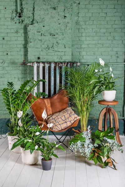 Plantas Verdes Casa Interior Una Habitación Con Silla Vintage Cuero — Foto de Stock