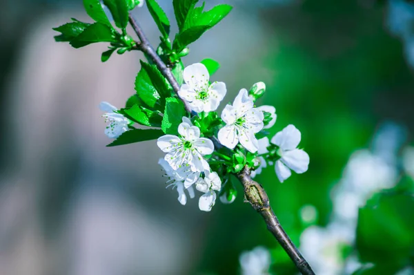 Blossom cherry tree branch with flowers. Sakura in spring and sunshine with a blur background.