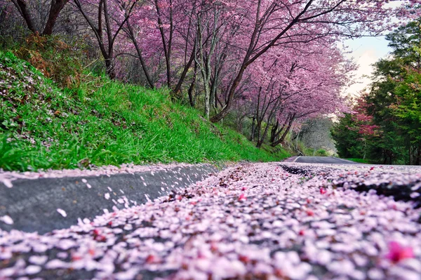 Sakura trees in bloom — Stock Photo, Image