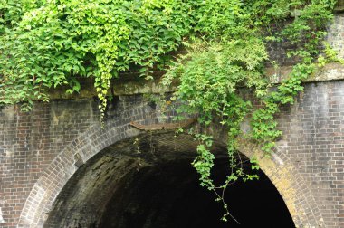 Tren tüneli üzerinde büyüyen bitkiler
