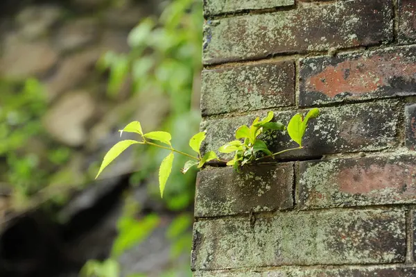 Brotos de plantas crescendo na parede de tijolos — Fotografia de Stock