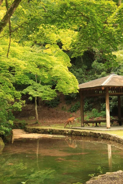Jelen na Icukušima — Stock fotografie