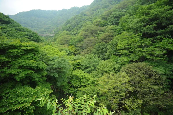 夏の森で緑の木々 — ストック写真