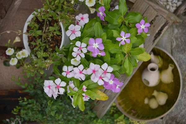 Blommor i Chaya Noborifukutei Cafe — Stockfoto