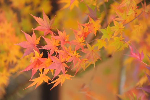 Herfst rode en gele bladeren — Stockfoto