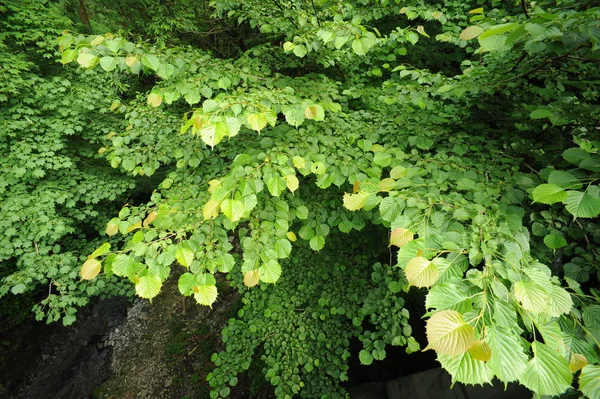 나무의 녹색 잎 — 스톡 사진