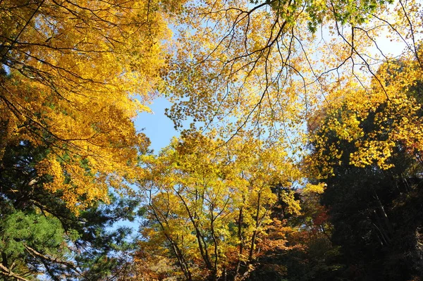 Herbstbäume mit gelben Blättern — Stockfoto