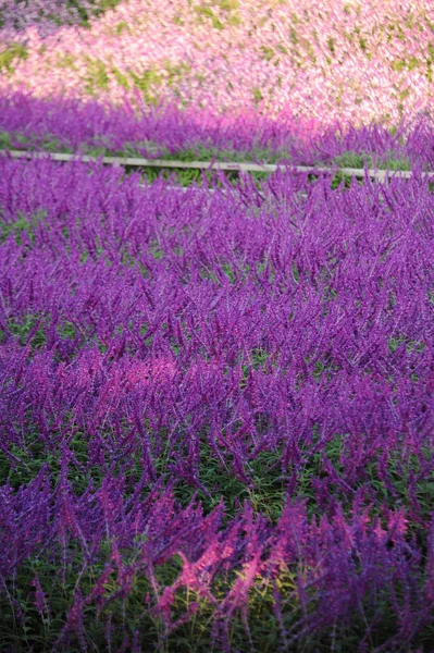 Campo de flores lilás — Fotografia de Stock