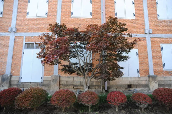 Árbol de otoño y arbustos contra la casa — Foto de Stock