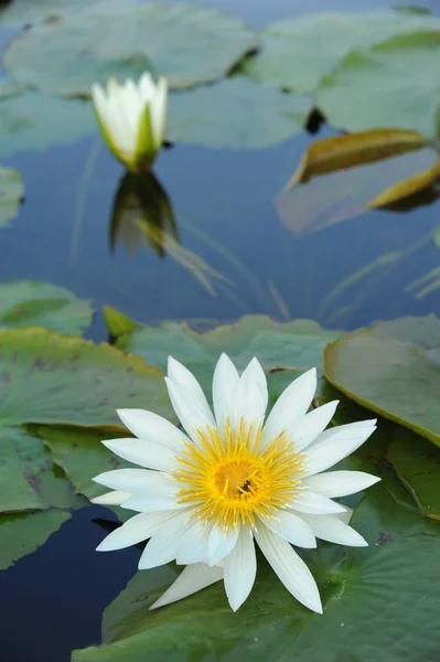 Schöne Blumen im Teich — Stockfoto