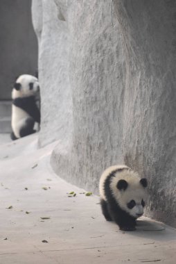 cute pandas outdoors clipart