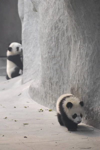 Милые панды на улице — стоковое фото