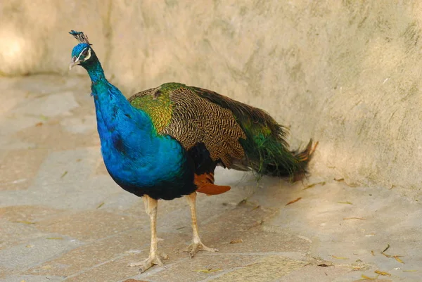 Pheasant in Ecological Park — Stock Photo, Image