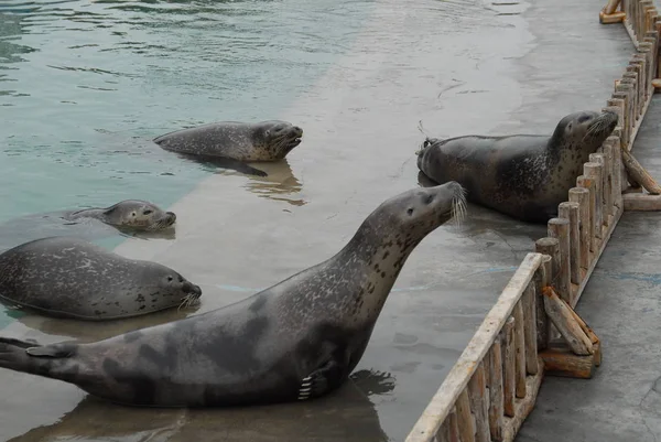 Animaux mignons dans le parc écologique — Photo