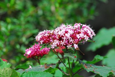 güzel pembe çiçekler