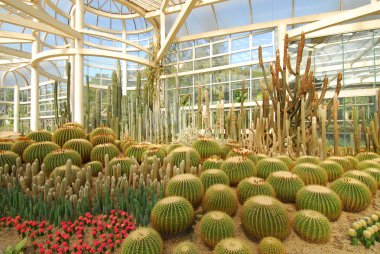 kaktüs bitkileri fujian çöl Bahçe