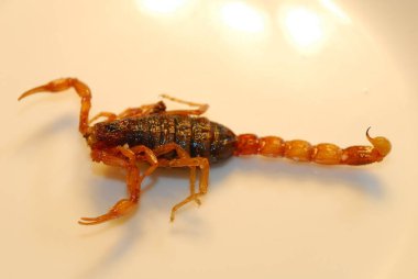 Fried Akrep plaka üzerinde