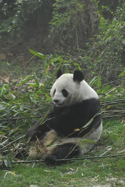 Cute panda outdoors — Stock Photo, Image