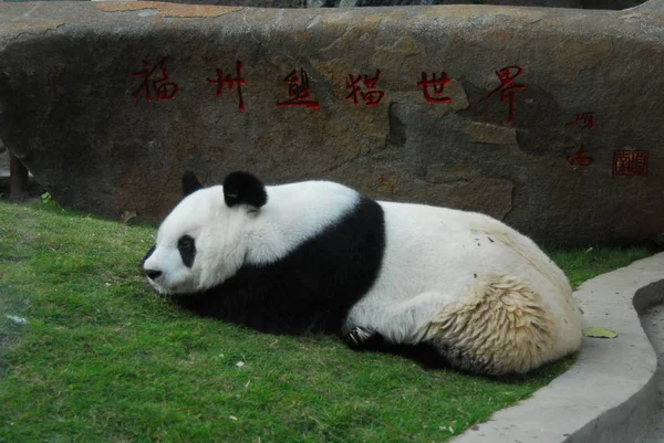 Cute panda outdoors — Stock Photo, Image