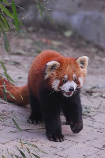 アライグマ生態公園内 — ストック写真