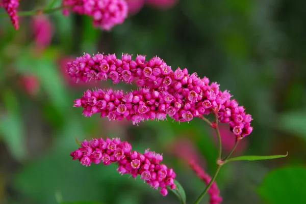 美しいピンクの花 — ストック写真