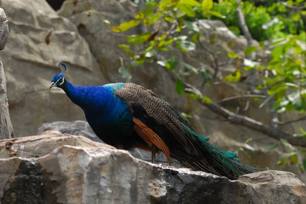 Vogel in roter Blätterschlucht — Stockfoto