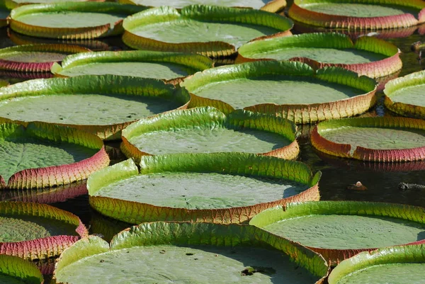 Feuilles de lis dans l'étang — Photo