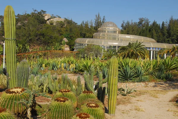 Cactus plants in fujian desert garden — Stock Photo, Image