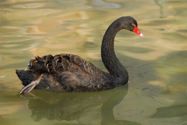 Черный лебедь в экологическом парке — стоковое фото