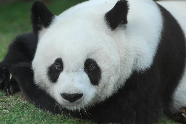 cute panda outdoors
